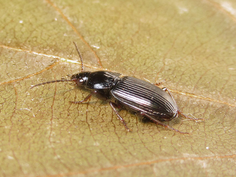 il dilemma dei Pterostichus - due: Pt. (Argutor) vernalis
